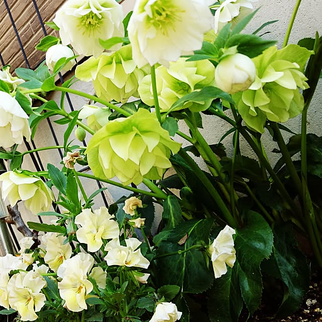 mimi828さんの実例写真