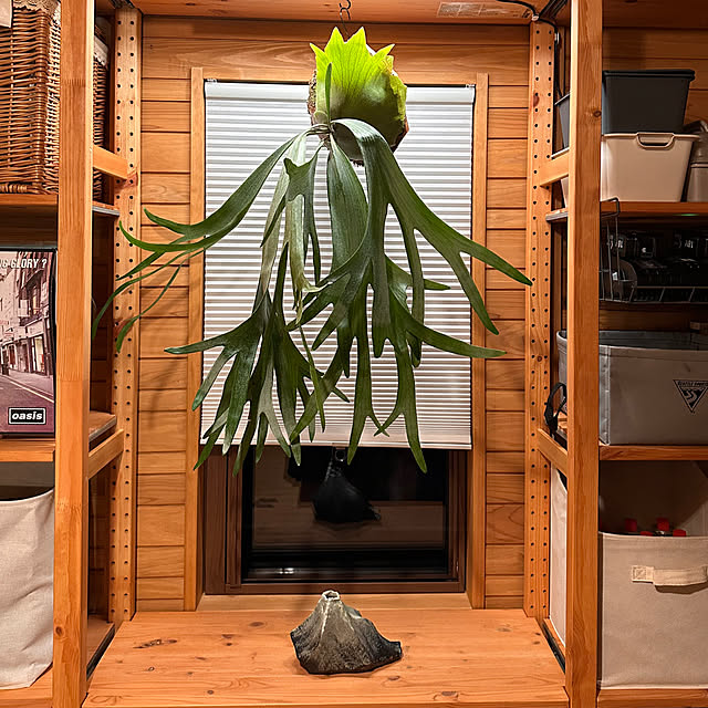 Triangle_Wonderさんの実例写真