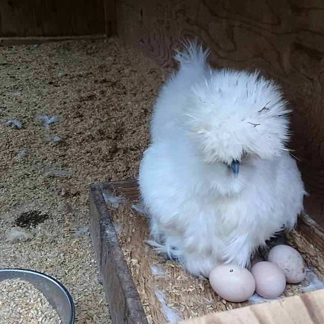 pepeさんの実例写真