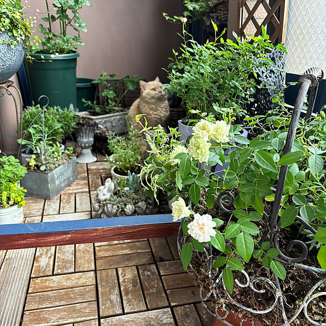 naokoさんの部屋