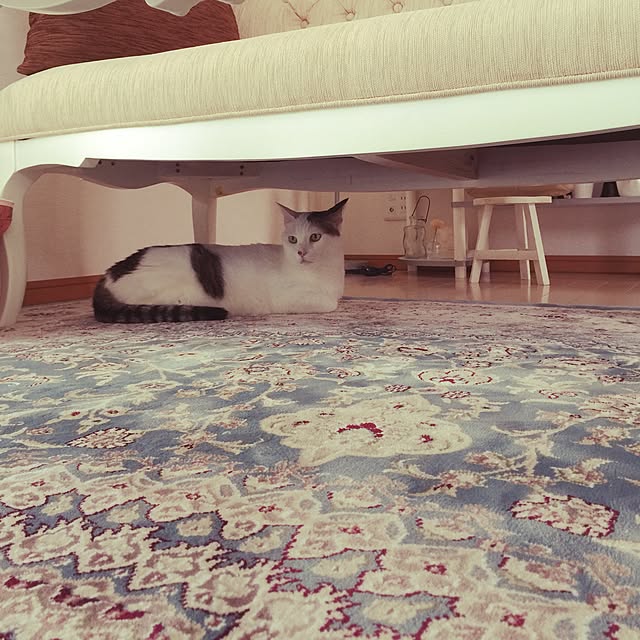 coedodecoさんの実例写真