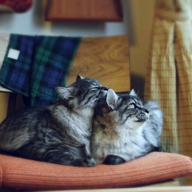 kurumin5さんの実例写真