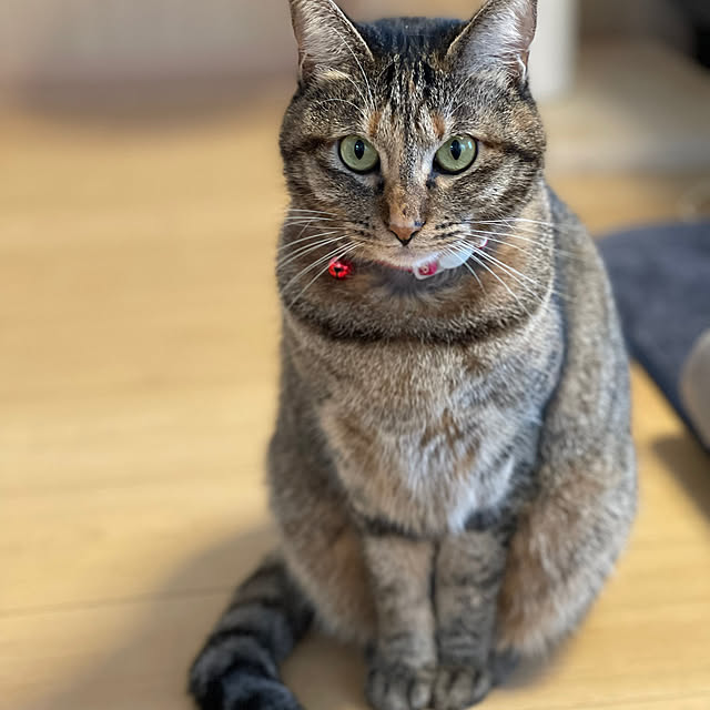 chiiさんの部屋