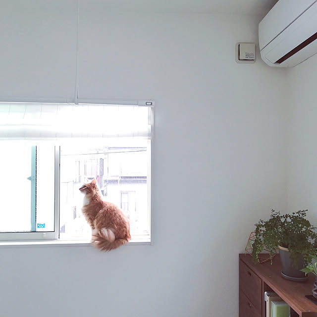 pinokoさんの実例写真