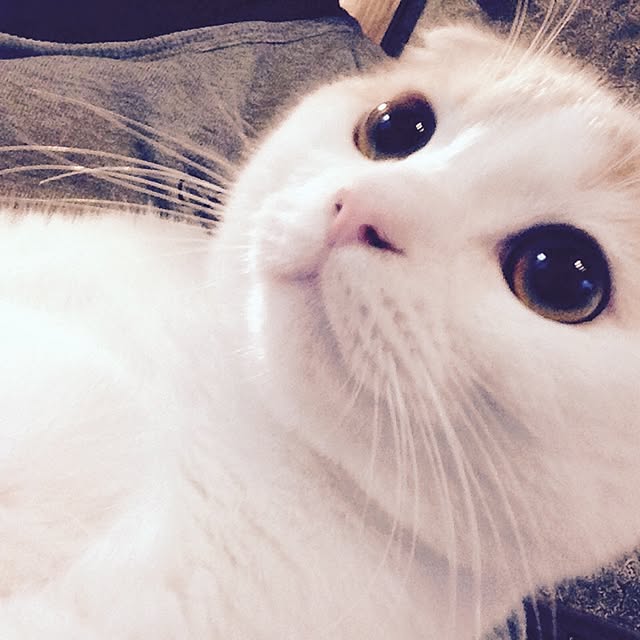 onojiijiさんの実例写真