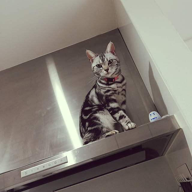wahahaさんの実例写真