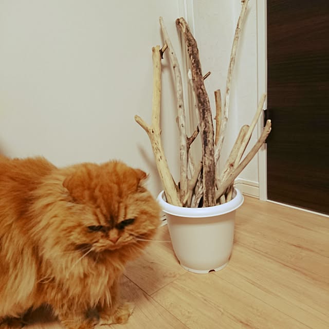 Mayukoさんの実例写真