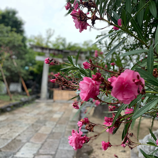 kuikoさんの実例写真