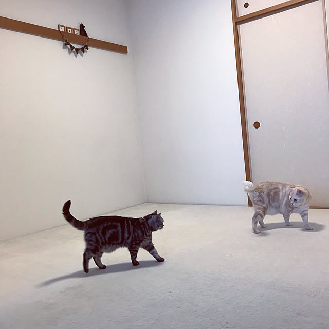 hiyupan88さんの実例写真