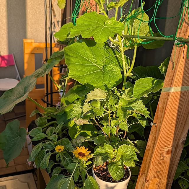 hararanranさんの部屋