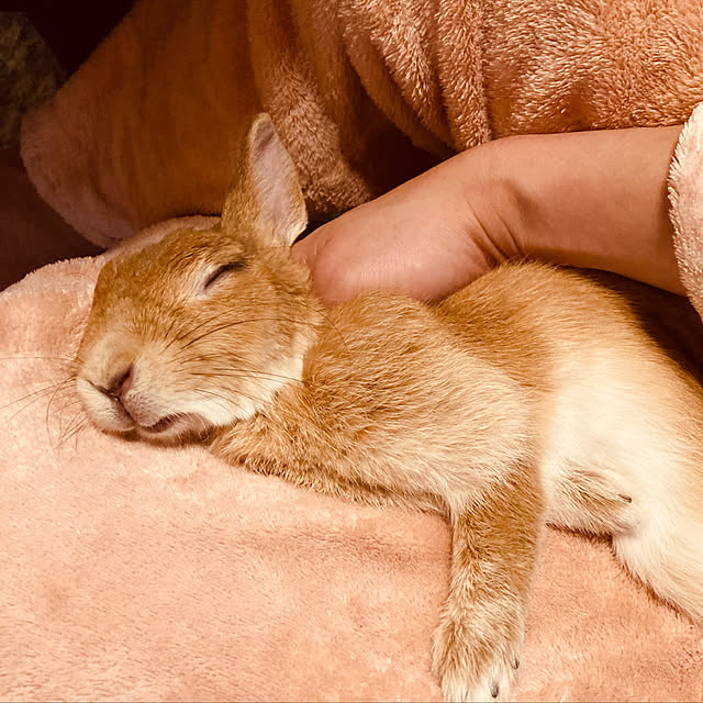 mimichankさんの実例写真