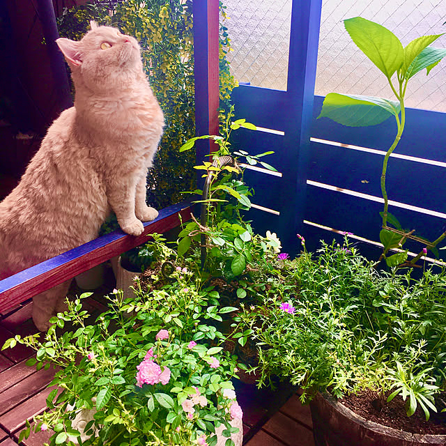 naokoさんの実例写真