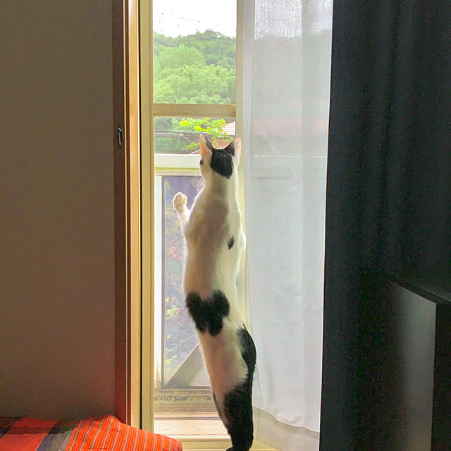 nobikoさんの実例写真