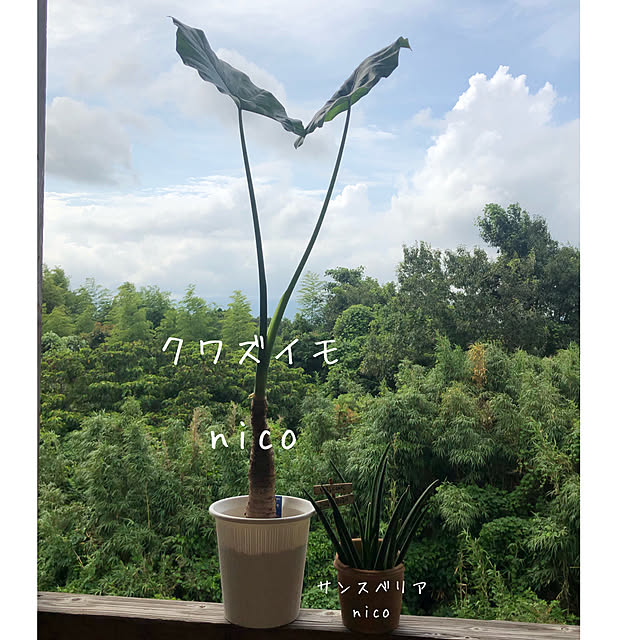nicoさんの実例写真