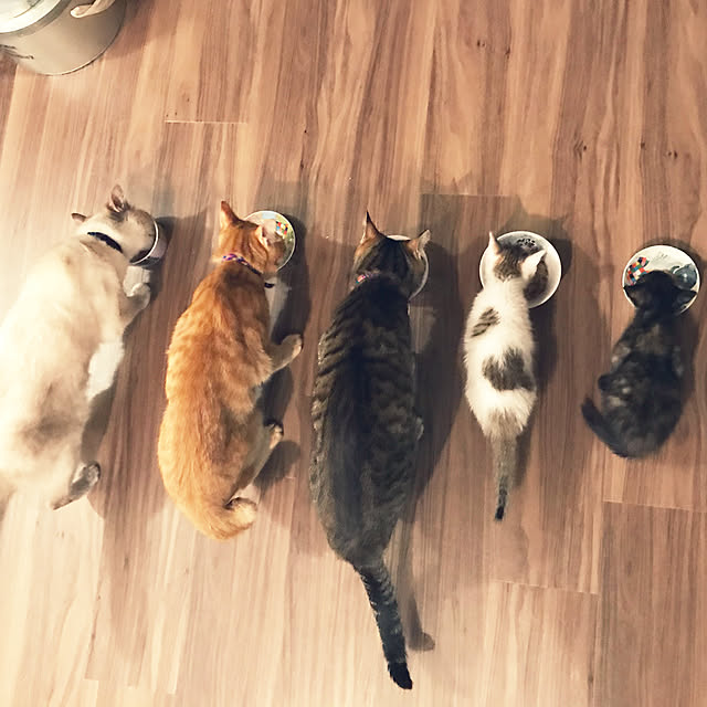 Hotateさんの実例写真