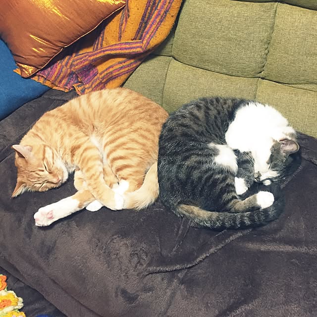 motimotinonikuさんの実例写真
