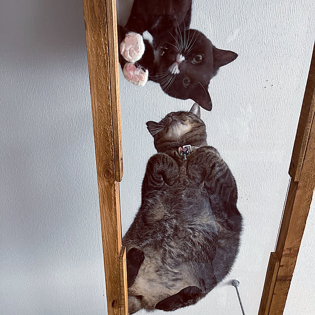 masamasaさんの実例写真