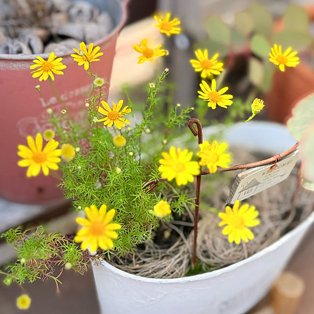 yukkoさんの実例写真