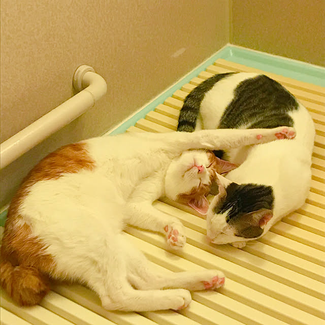 meさんの実例写真