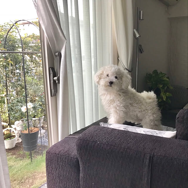 sugarcookieさんの実例写真