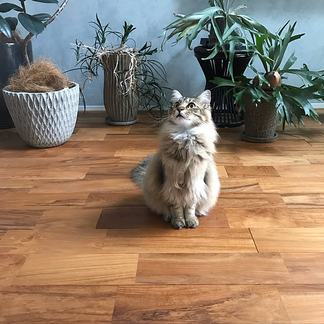 manew714さんの実例写真