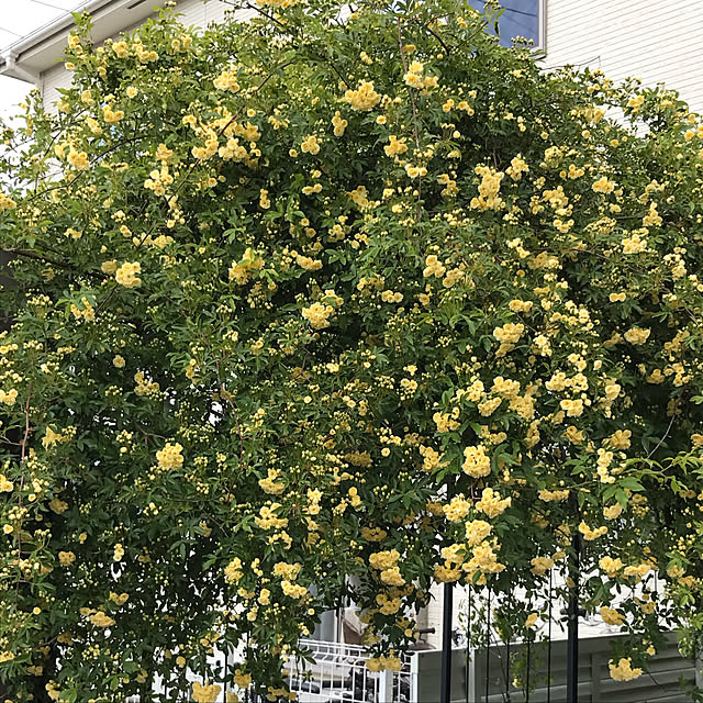 ayomoyuさんの実例写真