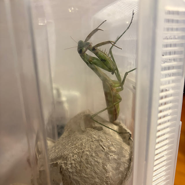 komaさんの実例写真