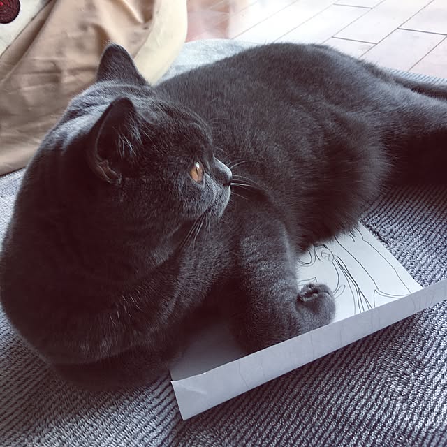 Shojiさんの実例写真
