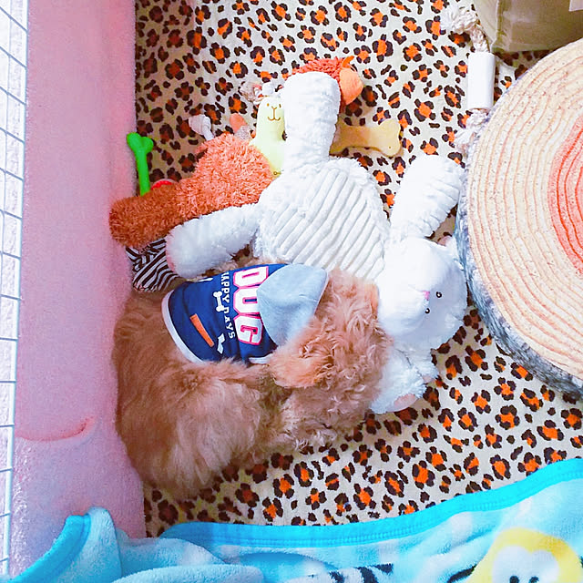 cherrycherryさんの実例写真