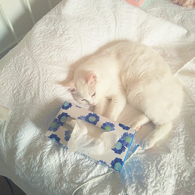 sakuraさんの実例写真