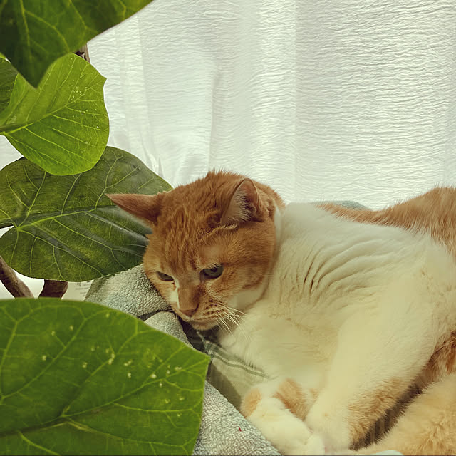 chakuron.iさんの実例写真