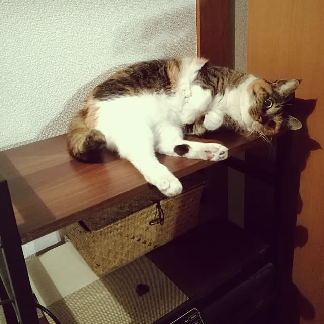 nyanydaysさんの実例写真