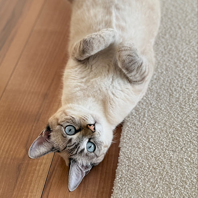 amさんの実例写真