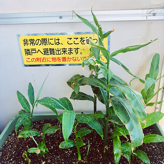 hanachanさんの実例写真