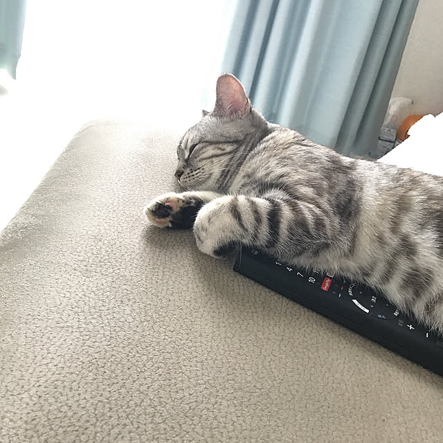 tajaboさんの実例写真