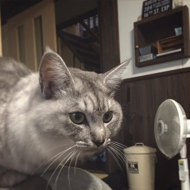 実例写真