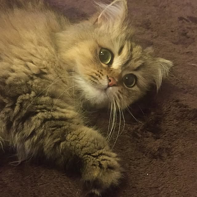 butachanさんの実例写真
