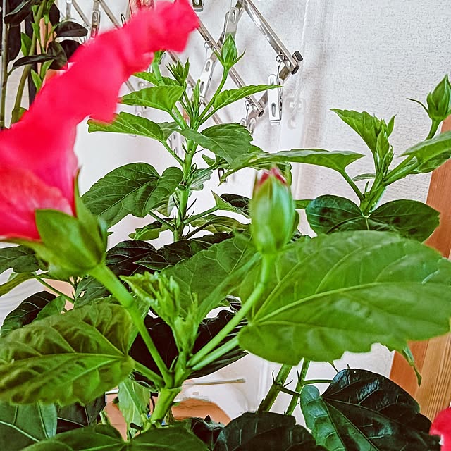 hanachanさんの部屋