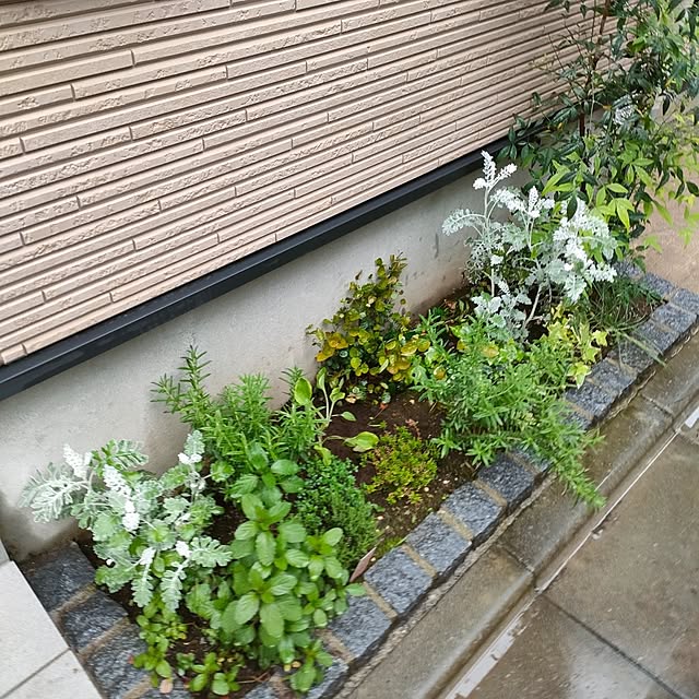 玄関/入り口/シェードガーデン/小さな花壇/玄関横の花壇/半日陰の花壇...などのインテリア実例 - 2025-04-24 12:18:00
