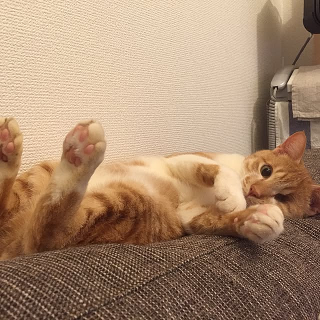 shimanekoさんの実例写真