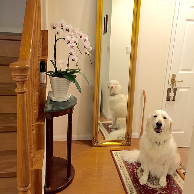angeさんの実例写真