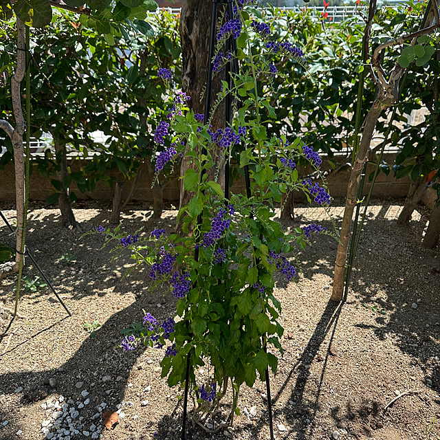 mama_sanさんの実例写真