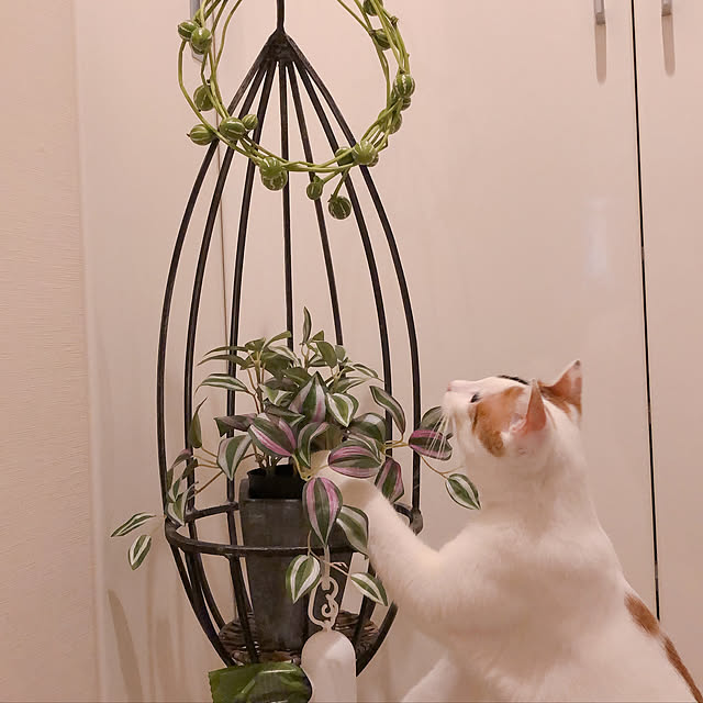 kafukaさんの実例写真