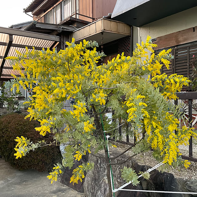 shin0719さんの実例写真