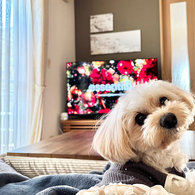 リビング/こたつのある生活/テレビ買い替えました/essentialできたーーーーーーッ/秋のくつろぎ時間...などのインテリア実例 - 2025-11-16 12:29:50