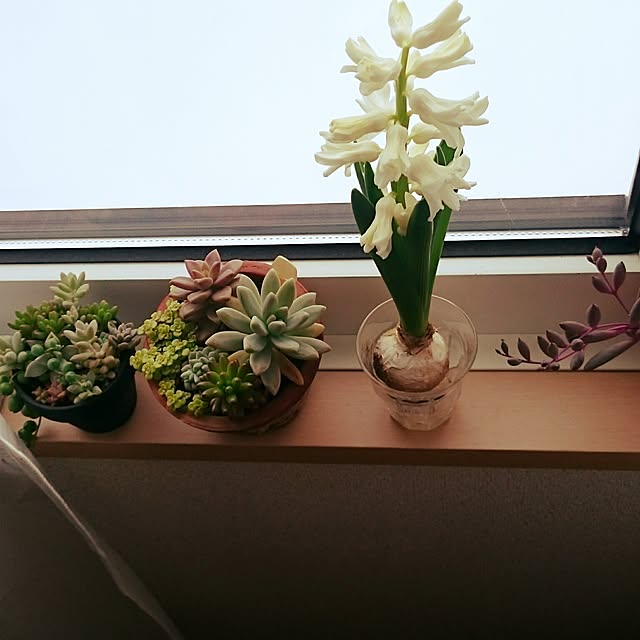 kuremaさんの実例写真