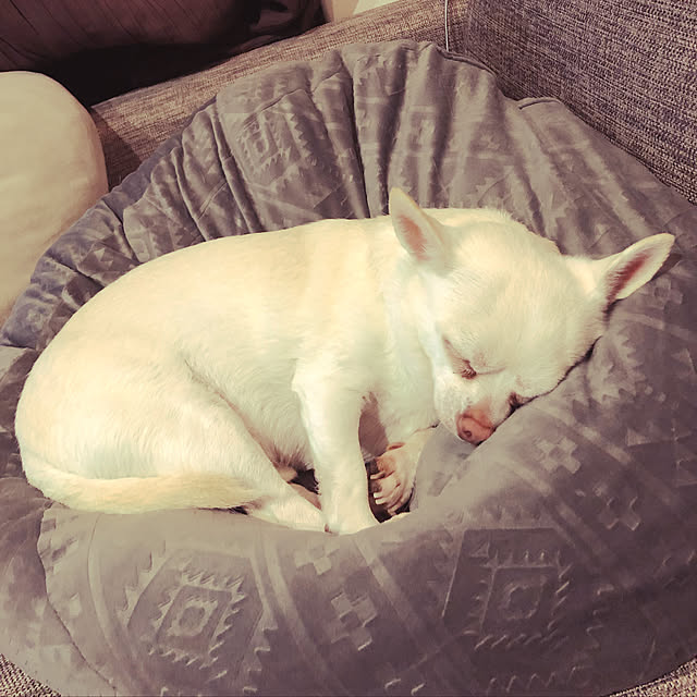 poooonさんの実例写真