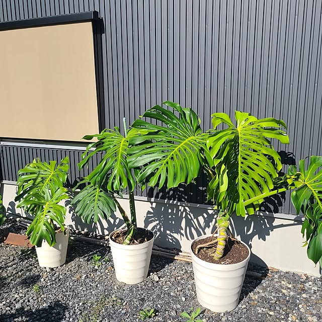 Rubiconさんの部屋