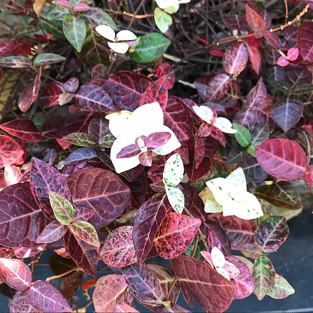 sakura1116さんの実例写真