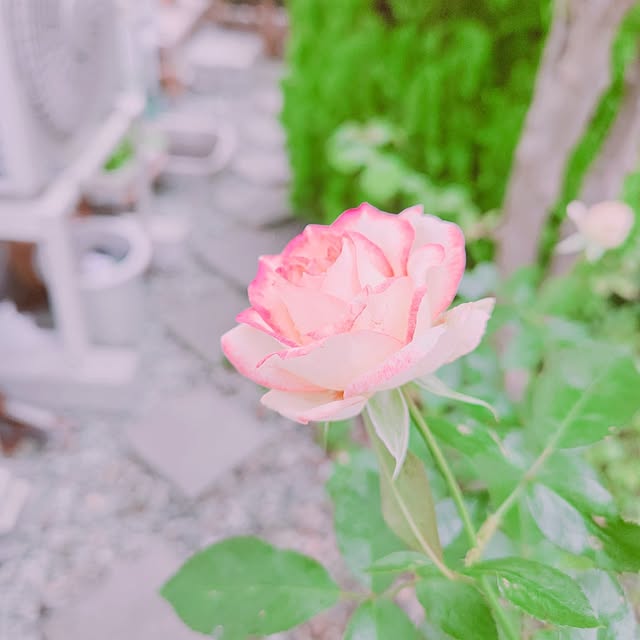 surviveさんの実例写真